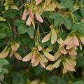 Acer monspessulanum 